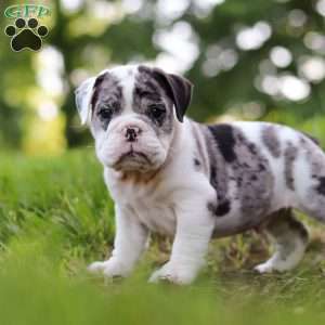 Rocket, Beabull Puppy