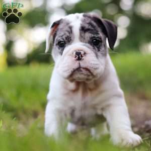 Rocket, Beabull Puppy