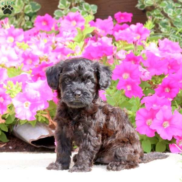 Rocket, Havapoo Puppy
