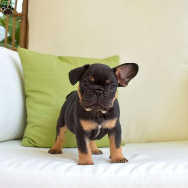 Rocket, Frenchton Puppy
