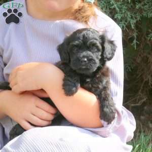Rocket, Havapoo Puppy