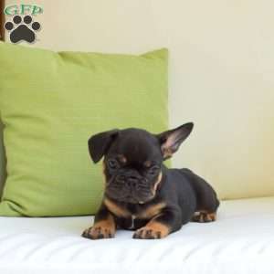 Rocket, Frenchton Puppy