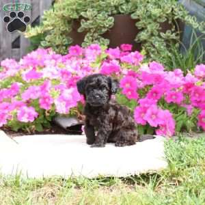 Rocket, Havapoo Puppy