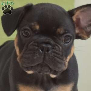 Rocket, Frenchton Puppy