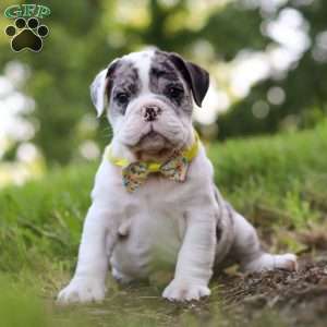 Rocket, Beabull Puppy