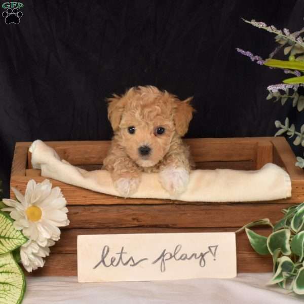 Rocko, Bich-Poo Puppy