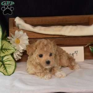 Rocko, Bich-Poo Puppy