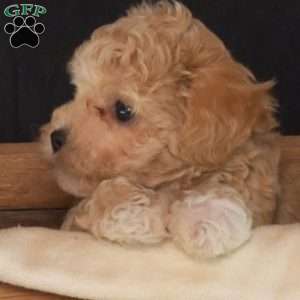 Rocko, Bich-Poo Puppy