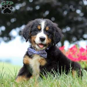 Rocky, Bernese Mountain Dog Puppy
