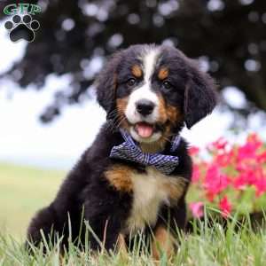Rocky, Bernese Mountain Dog Puppy