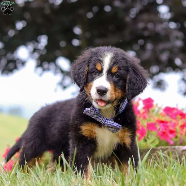 Rocky, Bernese Mountain Dog Puppy
