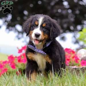 Rocky, Bernese Mountain Dog Puppy