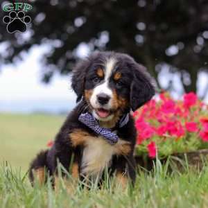 Rocky, Bernese Mountain Dog Puppy