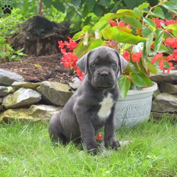 Rocky, Cane Corso Puppy