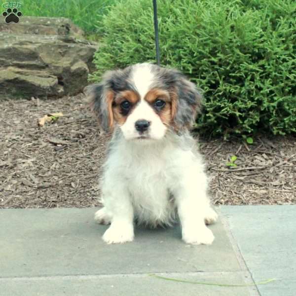 Rocky, Cavalier King Charles Mix Puppy
