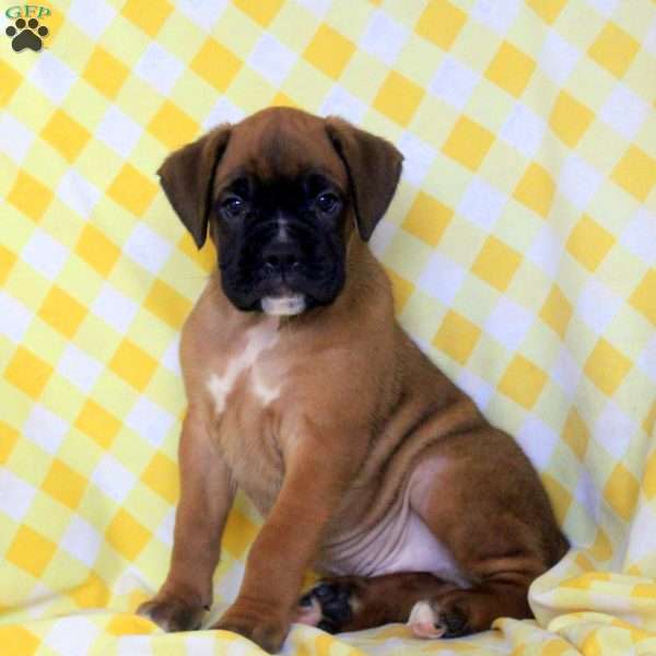 Rocky, Boxer Puppy