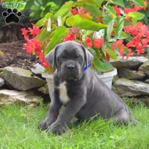 Rocky, Cane Corso Puppy