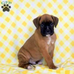 Rocky, Boxer Puppy