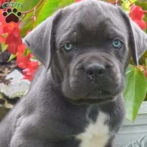 Rocky, Cane Corso Puppy