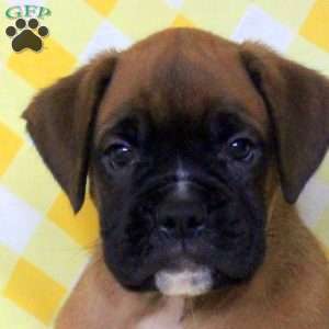 Rocky, Boxer Puppy