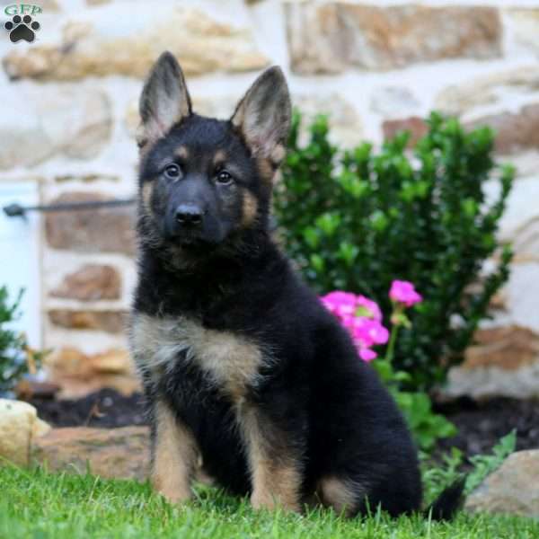 Rocky, German Shepherd Puppy