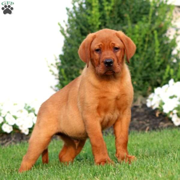 Rocky, Fox Red Labrador Retriever Puppy