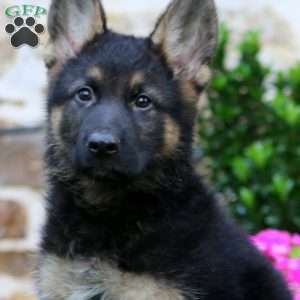 Rocky, German Shepherd Puppy