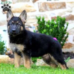Rocky, German Shepherd Puppy