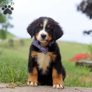 Rocky, Bernese Mountain Dog Puppy