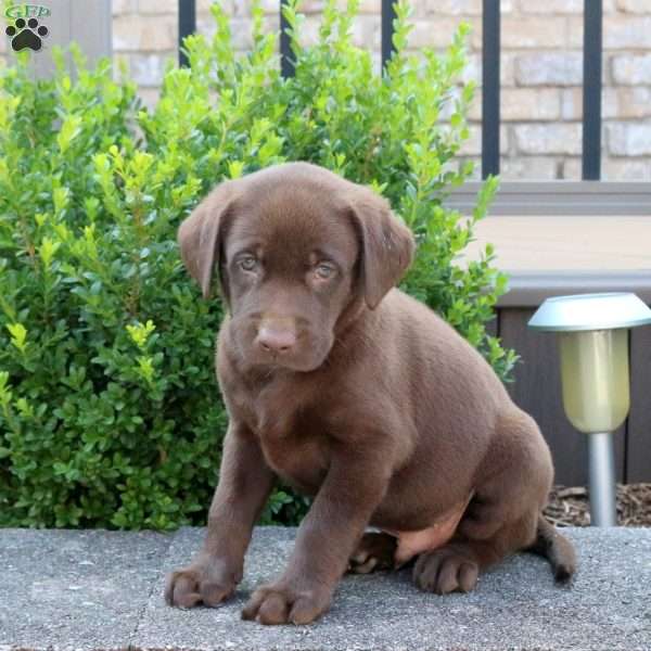 Roger, Chocolate Labrador Retriever Puppy