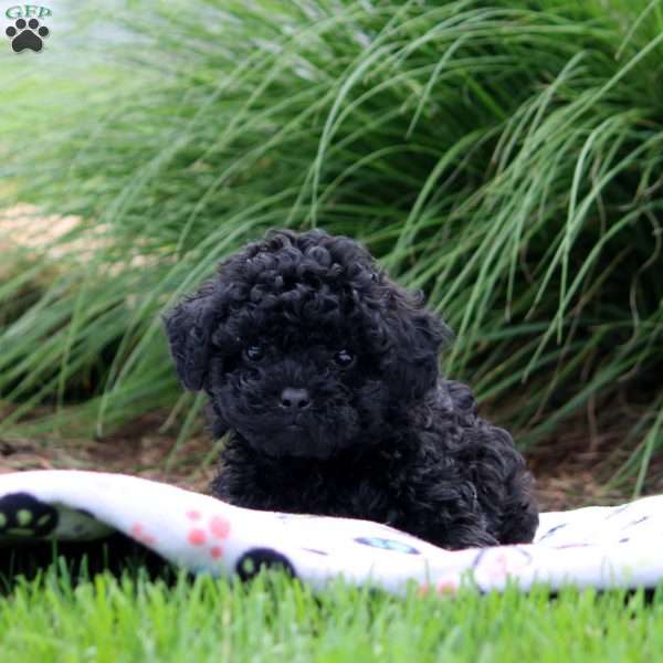 Roman, Shih-Poo Puppy