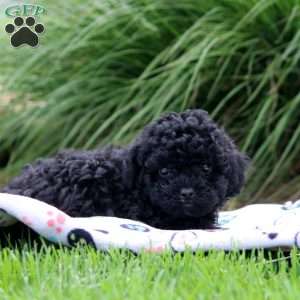 Roman, Shih-Poo Puppy