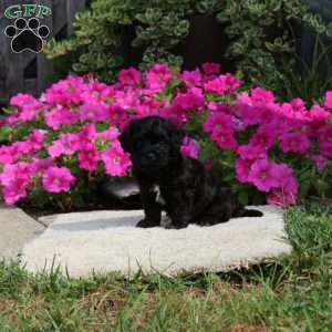 Roman, Havapoo Puppy