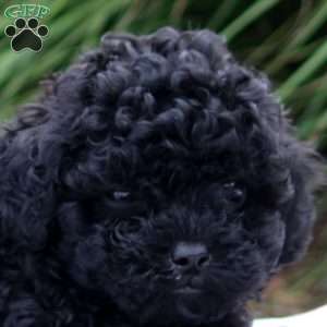 Roman, Shih-Poo Puppy