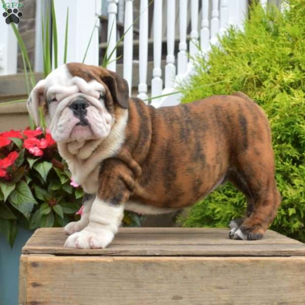 Romeo, English Bulldog Puppy