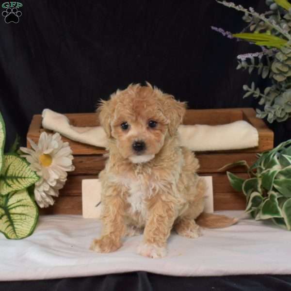 Romeo, Bich-Poo Puppy