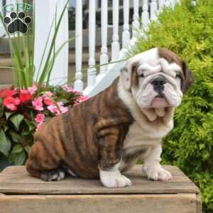 Romeo, English Bulldog Puppy