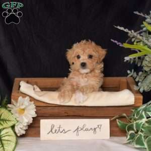 Romeo, Bich-Poo Puppy