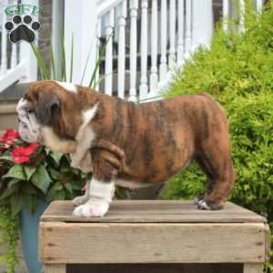 Romeo, English Bulldog Puppy
