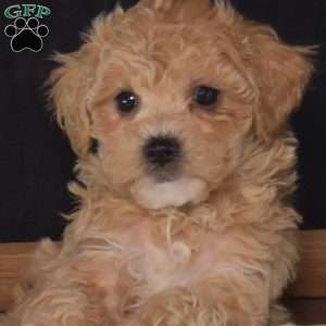 Romeo, Bich-Poo Puppy