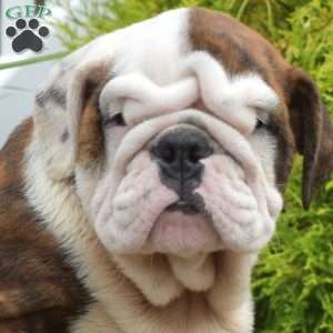 Romeo, English Bulldog Puppy