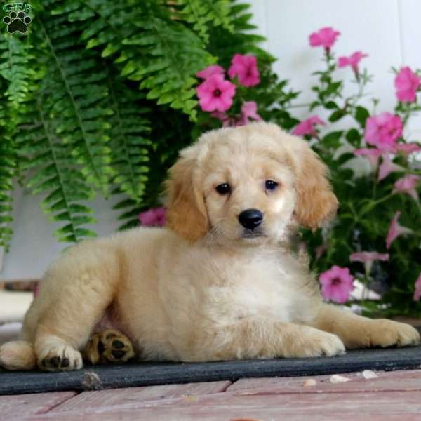 Rookie, Miniature Golden Retriever Puppy