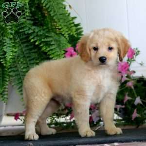 Rookie, Miniature Golden Retriever Puppy