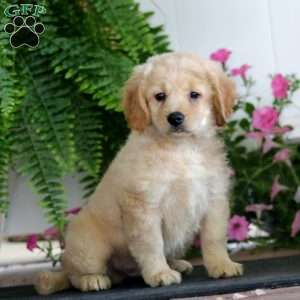 Rookie, Miniature Golden Retriever Puppy