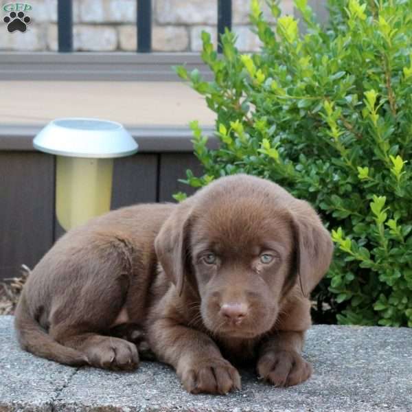 Rory, Chocolate Labrador Retriever Puppy