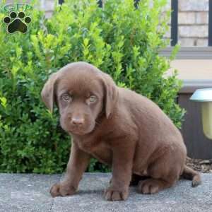 Rory, Chocolate Labrador Retriever Puppy