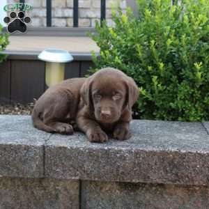 Rory, Chocolate Labrador Retriever Puppy