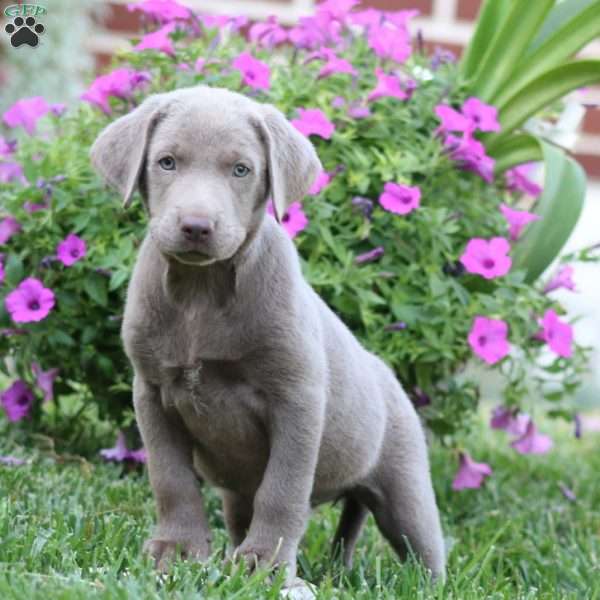 Rosa, Silver Labrador Retriever Puppy