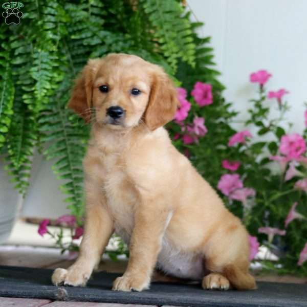 Rosa, Miniature Golden Retriever Puppy