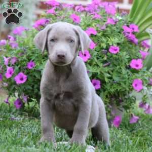 Rosa, Silver Labrador Retriever Puppy